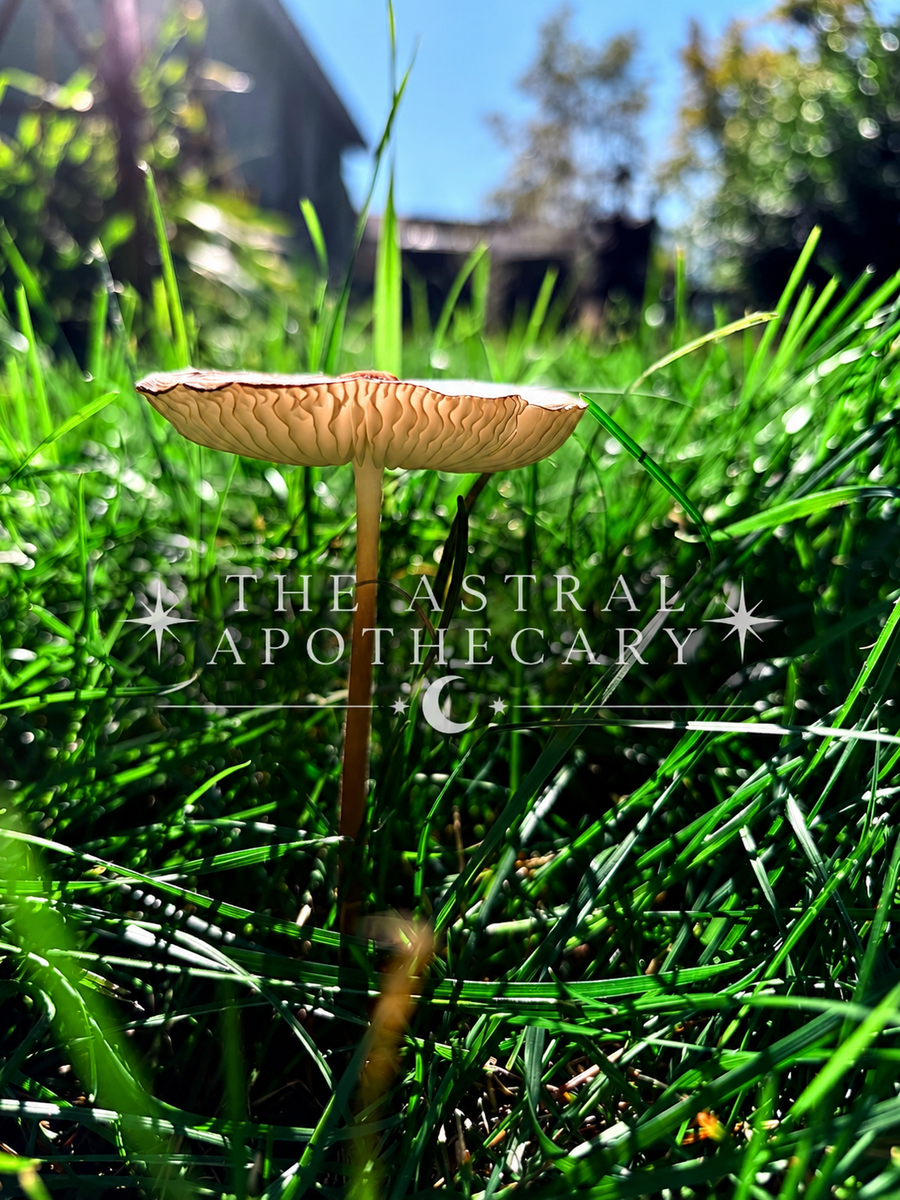 Fairy Ring