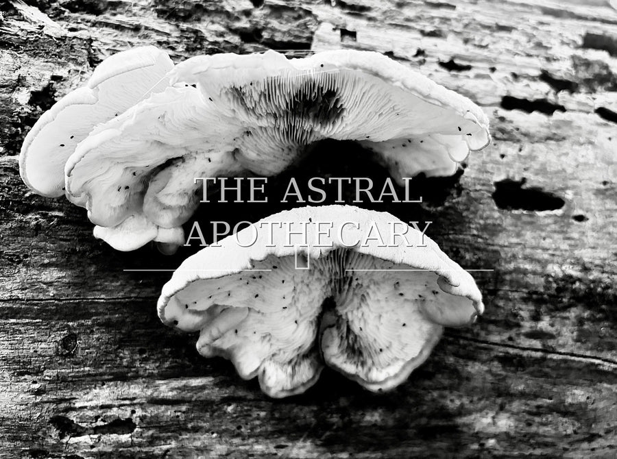 Mushroom B&W